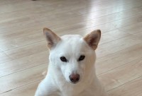 まるで武士！？白柴犬の座り方が話題に！「素晴らしき武士道」「武将気分を味わえる」