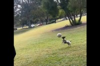 楽しいサッカータイム！イヌがボールを正確に蹴り返すスゴいテクニックを披露！！【海外・動画】