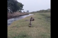 カワウソたちのかわいいレース。1位を目指してみんな一生懸命走る！走る！！【海外・動画】