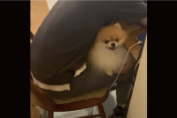 仮眠している膝上に天使が！？満面の笑顔がかわいすぎるポメラニアン「パパさんを癒してあげてるんだね」「毎日見られる主様が羨ましすぎる」