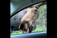 ドライブ中にヘラジカと遭遇！このヘラジカ、すれ違いざまに車をペロペロなめてきたぞ！？【海外・動画】