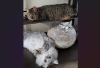 思い思いにくつろぐネコたち。みんな違うポーズで過ごす様子が話題に「みんな違ってみんないい！」「フリースタイル」