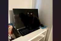 黒ネコがそこにいる！？モニターと同化した姿が話題に「瞬きしたら気づかないにゃん」「かくれんぼ上手！」