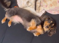 ダックスフンドのかわいいを知る入門動画！？見つめてきながらコロリと寝転がるかわいすぎる姿が話題に「お腹なでなでしたい」「すぐ転がるのがダックス」