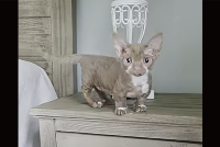 ミンスキンの大冒険。子猫がベッドルームを右へ左へ駆け回って大はしゃぎ！【アメリカ・動画】