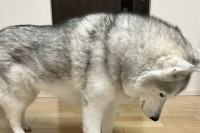 ハスキー犬が落ち込んでいる？ブラッシング後の様子に「毛がなくなっちゃったワン」「ハゲてまうやんけ」