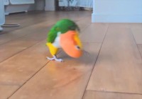 今通り過ぎていったのはカニ・・じゃない！シロハラインコだ！！その異様な走り方が話題に「思わず吹いてしまいました」「黄色頭のカニさん」