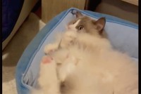 ケリケリしているネコ。おててのポーズからあなたが連想するのは・・誰？