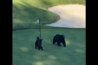 ゴルフコースに現れたクマの親子。子グマはピンフラッグをオモチャにして遊んでいる！？【アメリカ・動画】