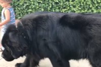 【見てるとハラハラ】2歳の男の子が熊と散歩！？大きなワンコと男の子の関係性が素敵！