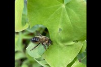 ハチによる職人芸。ハキリバチが葉っぱをチョキチョキと綺麗にカッティング！！【海外・動画】