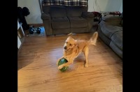 大好物のスイカに大喜び！はしゃぐゴールデンレトリバーがかわいすぎる！【アメリカ・動画】