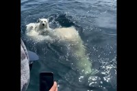 海原を進む親子。真っ白の毛に包まれたその一家は・・ホッキョクグマだ！！【海外・動画】