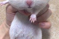 オヤツを独り占めしたハムスターを捕獲したら・・・。強欲すぎるその顔がかわいすぎだろ！！