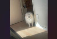 自分も寝起きでしょぼしょぼだけど・・。飼い主さんを起こしに来たポメラニアンがかわいいと話題に「毛もかわいさも爆発」「すっごい寝むそう」