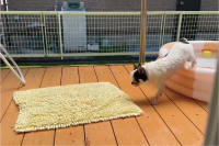 プールで遊び終わったら・・。チワワがひとりで体を拭いている！？「すごいお利口」「チラチラこっち確認してるのがかわいい」