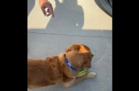 スイカが大好きすぎるゴールデンレトリバー。スイカを目の前にして大はしゃぎ！！