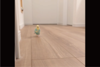 床の線に沿って走るセキセイインコ。猛スピードでトコトコしていく姿に反響「笑い癒される」「電車みたいですね」