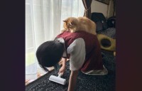 「取っても取っても猫の毛が！」床をコロコロする飼い主さんとその背中でくつろぐネコの姿が話題に「生産者と消費者の図」「やる事すべてがかわいい」