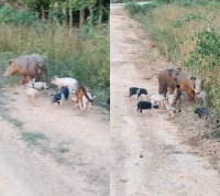 お散歩をしている子ブタたち映像！あれ？よーく見ると背中に猿乗ってない？！【海外・動画】