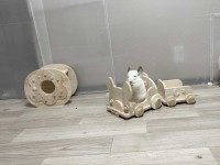 オモチャの列車に乗るチンチラ。かわいすぎる運転士さんが話題に「乗ってく？みたいな顔」「切符を今すぐ買わせてください！」