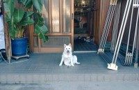この柴犬・・番犬には向かない！？愛嬌たっぷりな姿が話題に「めっちゃウェルカムな気がする」「モデルさんみたい」