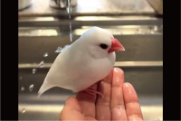 8歳半の文鳥の日頃のお手入れの成果！？若々しい撥水力が話題に「シリコンが塗布してありそうな撥水力！」