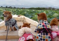 かわいすぎる船頭さん！船の先にお座りする柴犬がかわいすぎる！「観蓮クルーズとは優雅ですね～」「柴犬だから浴衣似合うのでしょうね」