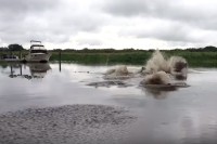 【衝撃映像】川の中にはいったい何が！？得体の知れない何かがうごめく恐怖の川！！