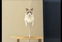 ネコが空中浮遊している！？驚きの光景が話題に