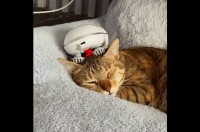 ネコは極上のヘッドマッサージを堪能中！気持ちよくてとろけちゃいそう！【海外・動画】