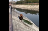 クジャクがピンチ！急斜面から水路に滑り落ちそうに！？【海外・動画】
