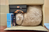 「ネコは液体」といわれることもあるけれど・・。箱の隙間にパズルのようにぴったりハマっている姿にビックリ！