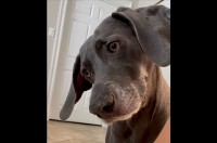 「なんて言ってるんだろう？」ふにゃふにゃ声を出す赤ちゃんをそっと見守るワイマラナー【アメリカ・動画】