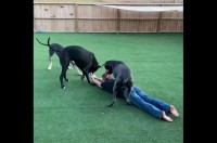 「庭に行こ！」ロープを掴むパパさんを愛犬たちがヨイショ、ヨイショと力いっぱい引っ張り誘導！！【アメリカ・動画】