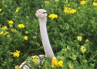 見ると運気が上がりそう！お花畑に真っ白なヘビ！縁起が良さそうなシチュエーション【海外・動画】