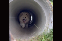 土管の中でサモエドがスリップ！？心配して駆けつけた優しい柴犬の姿に「助けに来てくれる友情がカッコイイ」