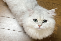 体が伸びた！？ネコを真上から撮影した写真が話題に「一筆書きしたみたい」「エビフライ感もあります」