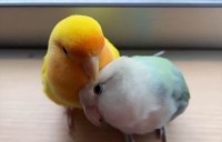 毛繕いしてほしがっているインコたち！毛玉のようなかわいい姿に「モフモフ感、かわいいですね～」
