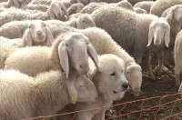 完全に溶け込んでる！ヒツジの群れの中に堂々と紛れ込んでいる子にほっこり【海外・動画】