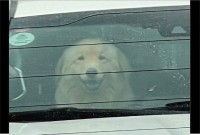 飼い主さん見ぃつけた！笑顔を浮かべ嬉しそうなゴールデンレトリバーが話題に