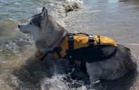 ライフジャケットを着たハスキー犬。キリっとしてカッコいいので救助犬のようだけど・・、泳ぐのは苦手！？「いつでも救助に行けますってオーラある」