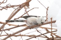 木の枝に停まり眠るシマエナガ。寝姿がかわいすぎると話題に「完全にコテン寝してる」「存在するだけでかわいいのに、この寝姿は反則」
