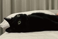 電池切れしちゃった？目を見開き仰向けになるネコが話題に「顔が虚無で電池切れ感でてますね」「充電コード持ってきてー！」