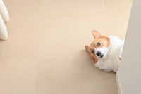 ゴミ出しから戻ってくると・・。コーギーの変化が話題に「数分の間に何が起こったの！？」「見送って安心したって事かな？」