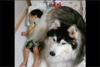 ハスキー犬は赤ちゃんが大好き！添い寝する姿が話題に「優秀なボディガード」「赤ちゃんがおふとんから落ちちゃう〜」