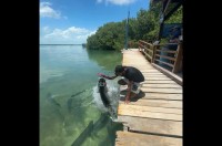 魚にエサやりをしようとしたら・・！とんでもなく大きい魚が勢いよく飛び出してきた！？【アメリカ・動画】