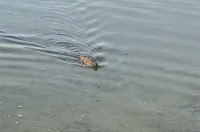 愛犬と川辺で遊んでいたら川の中から迫り来る何か！！ワニかと思ったら予想外のかわいいヤツでした！