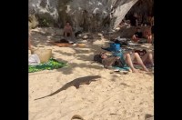ビーチでのんびり日光浴を楽しんでいたら・・。オオトカゲが迫ってきた！？【海外・動画】