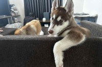 お迎えして2ヶ月のハスキー犬。くつろぎ方がクールでカッコよすぎる！！「イケワンがすぎますね！」